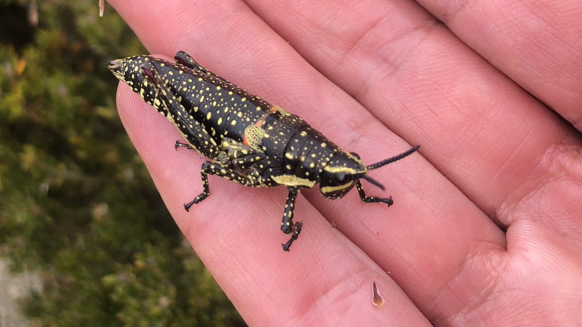 Say hello to my little friend, a speckled alpine grasshopper