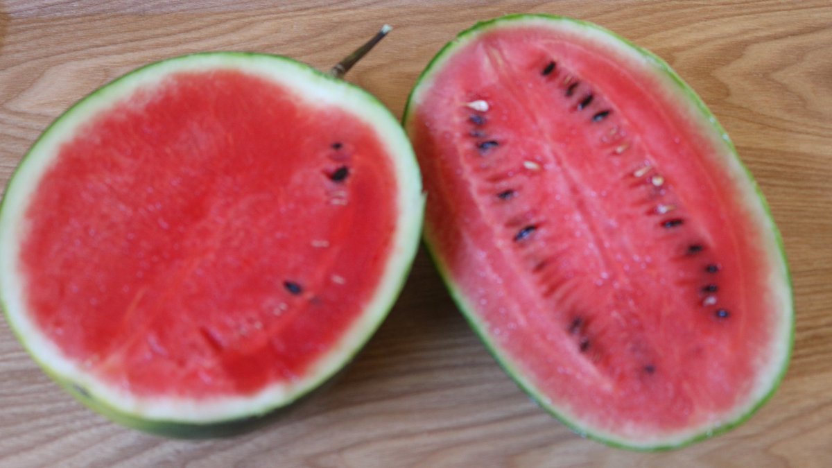 Suuujuuu's tweet image. 縞と丸そっと寄り添う瓜二つ

#新俳句フォト #お～いお茶