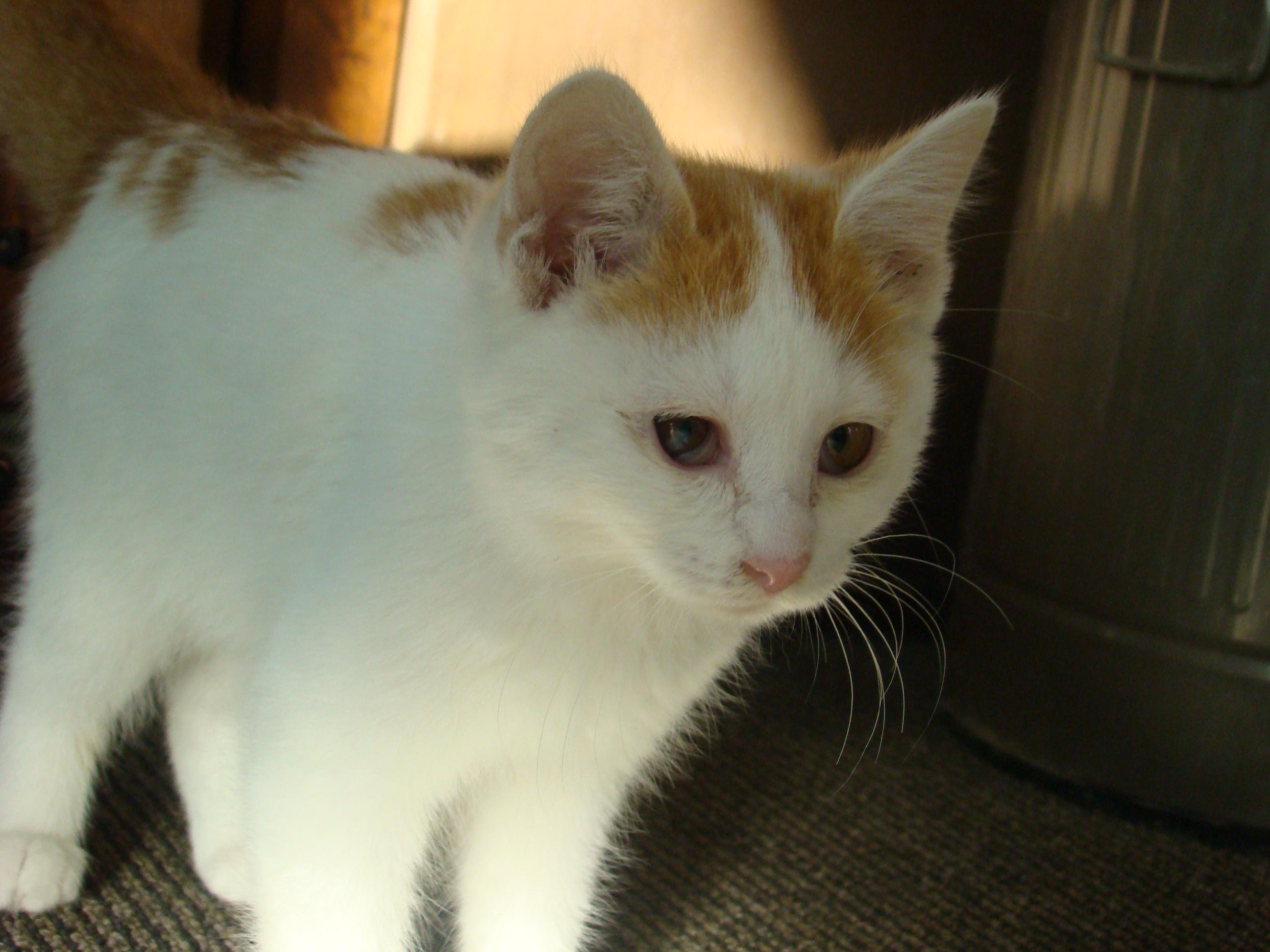 茶々丸 Chachamarucafe Twitter