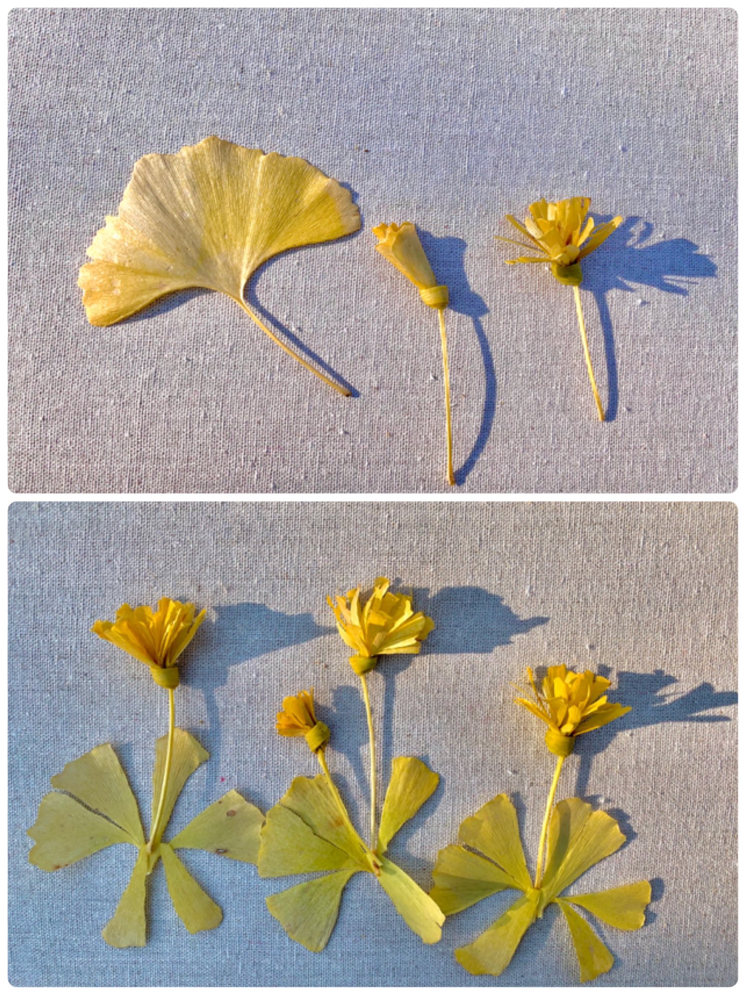 Inori Ar Twitter イチョウでタンポポを作りました 面積の広いイチョウの葉を使います 半分に折り更に蛇腹に折り 葉の下の方をもみもみ 柄ではなく葉でひと結びします 花びら は短くても大丈夫なのでガクをしっかり作ります 花弁を割いてタンポポの花です 緑っ