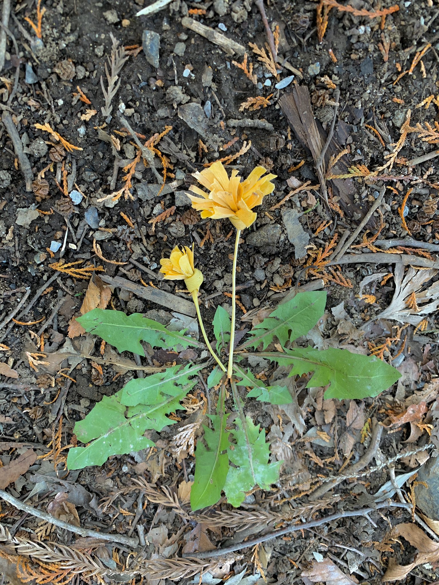 Inori イチョウでタンポポを作りました 面積の広いイチョウ の葉を使います 半分に折り更に蛇腹に折り 葉の下の方をもみもみ 柄ではなく葉でひと結びします 花びらは短くても大丈夫なのでガクをしっかり作ります 花弁 を割いてタンポポの花です 緑っ