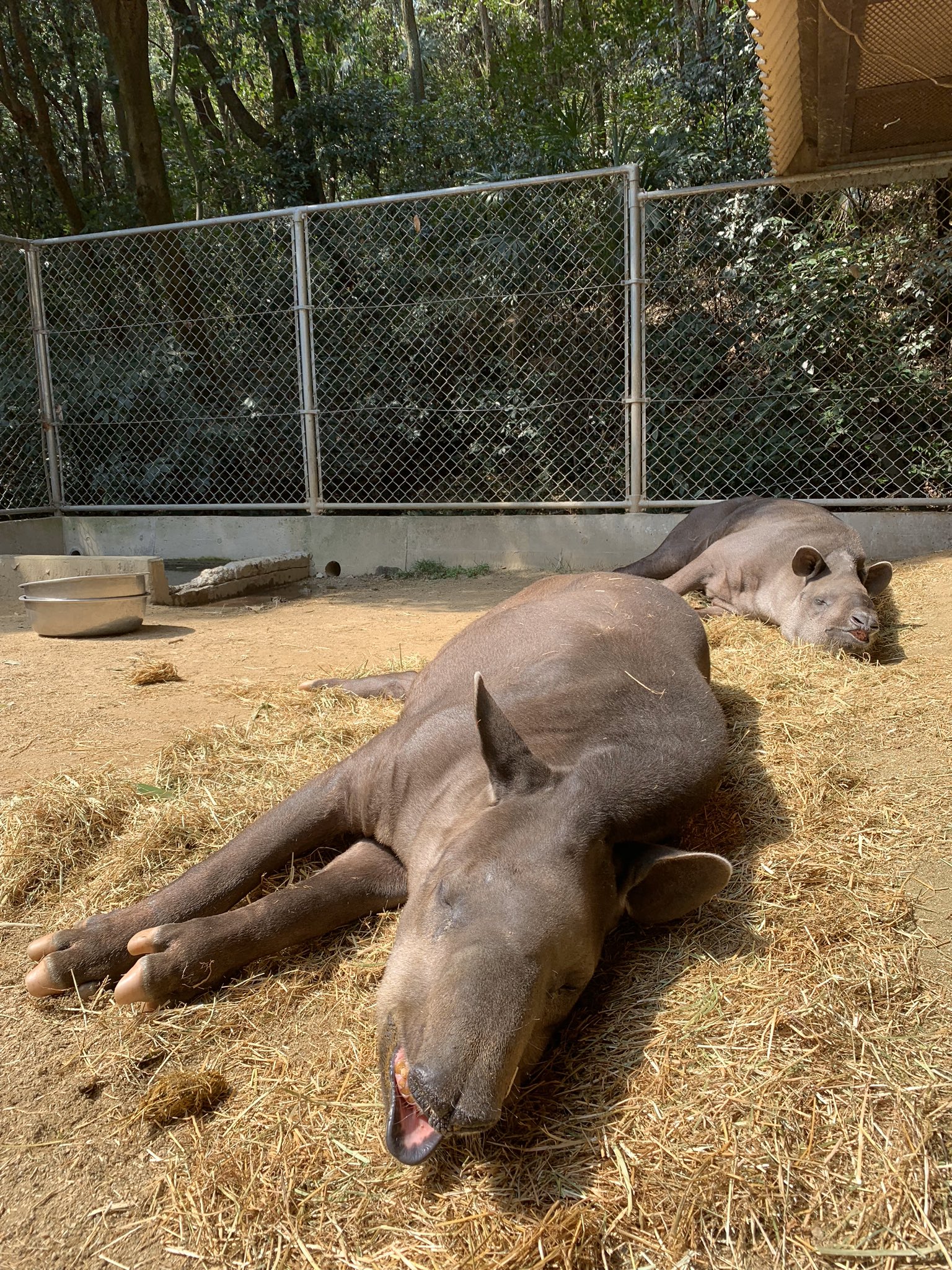 公式 池田zoo 池田動物園 担当者はとても喜んでいます Oic の学生さんが池田動物園とのコラボグッズとして バク Tシャツを作成して下さいました 担当者は確信しました バク しかもブラジルバク アメリカバク の時代がきたと Zoo 動物園