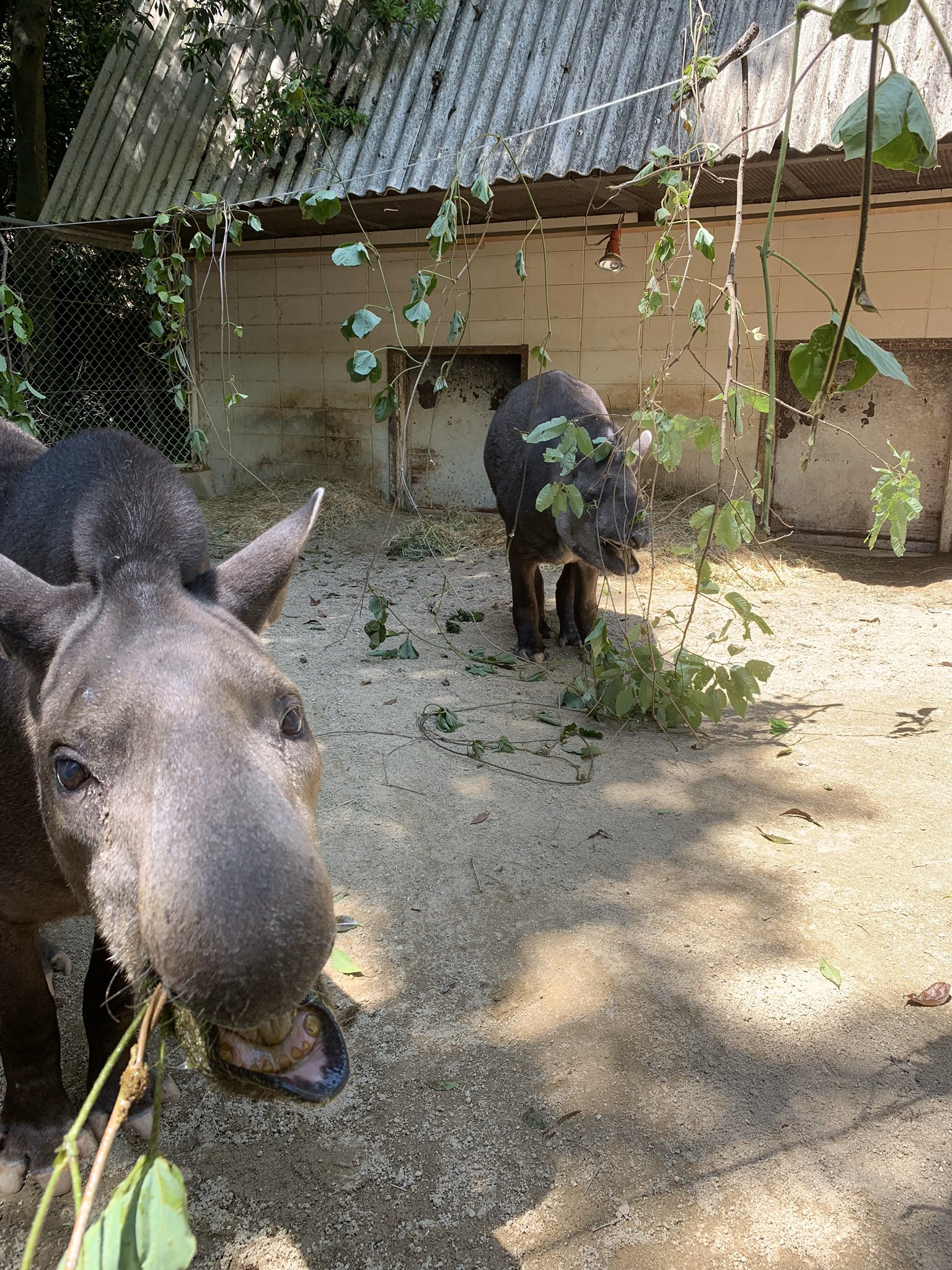 公式 池田zoo 池田動物園 担当者はとても喜んでいます Oic の学生さんが池田動物園とのコラボグッズとして バク Tシャツを作成して下さいました 担当者は確信しました バク しかもブラジルバク アメリカバク の時代がきたと Zoo 動物園