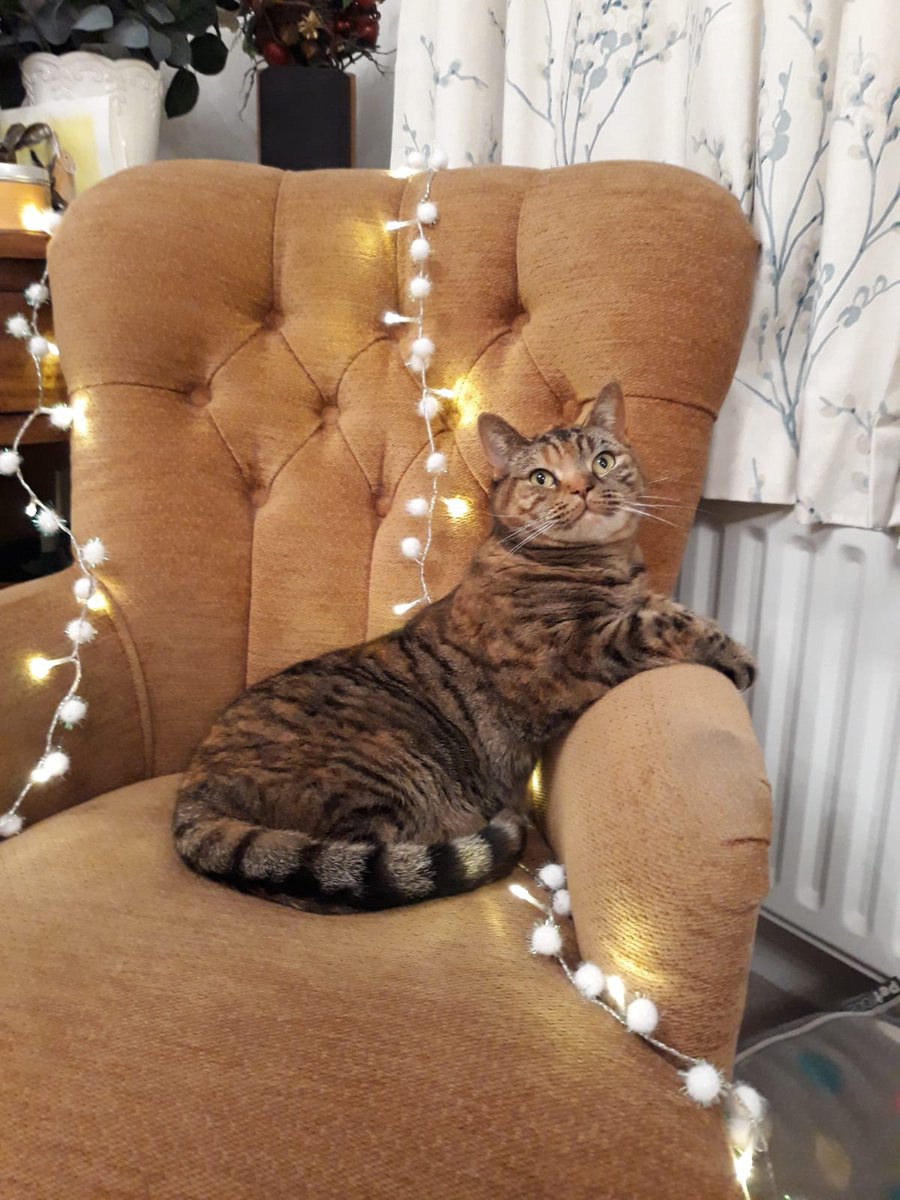 WillowWooBag's tweet photo. Ready for #Christmas !!
 #Caturday #CatsOfTwitter https://t.co/YZTtmVDrJv