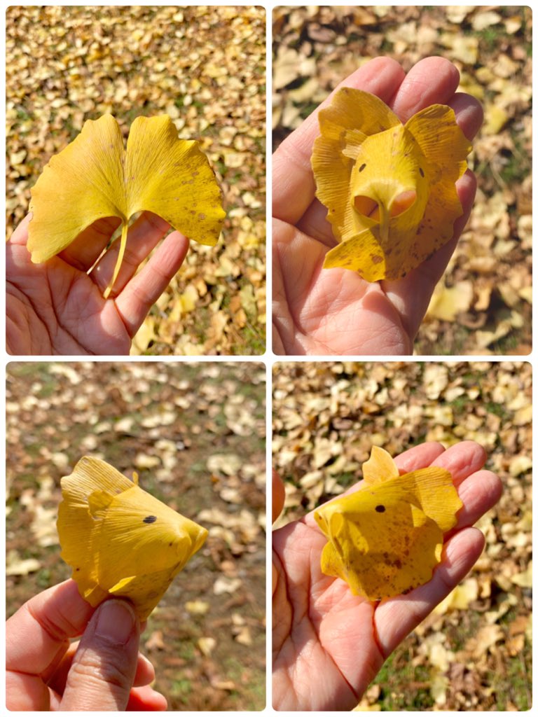 Inori イチョウでタンポポを作りました 面積の広いイチョウ の葉を使います 半分に折り更に蛇腹に折り 葉の下の方をもみもみ 柄ではなく葉でひと結びします 花びらは短くても大丈夫なのでガクをしっかり作り ます 花弁を割いてタンポポの花です 緑っ Inori イチョウでタンポポを作りました 面積の広いイチョウ の葉を使います 半分に折り更に蛇腹に折り 葉の下の方をもみもみ 柄ではなく葉でひと結びします 花びらは短くても大丈夫なのでガクをしっかり作り ます 花弁を割いてタンポポの花です 緑っ