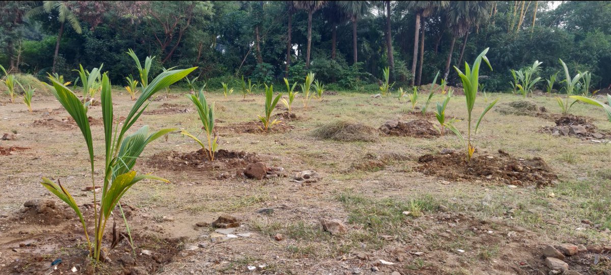 IamTreepathi's tweet photo. Mega Coconut Plantation Drive
#GreenYatra #10CroreTREESby2025,
#CoconutPlantation #Coconut
#BeatAirPollution #CSR #PANIndiaPlantation #PedhLagao #पेड़लगाओ #TreePlantation #PlantTrees #GreenIndia #SaveTrees #PlantaTree #FruitsTree #TreePlantationInIndia https://t.co/QXwgNqoSAP