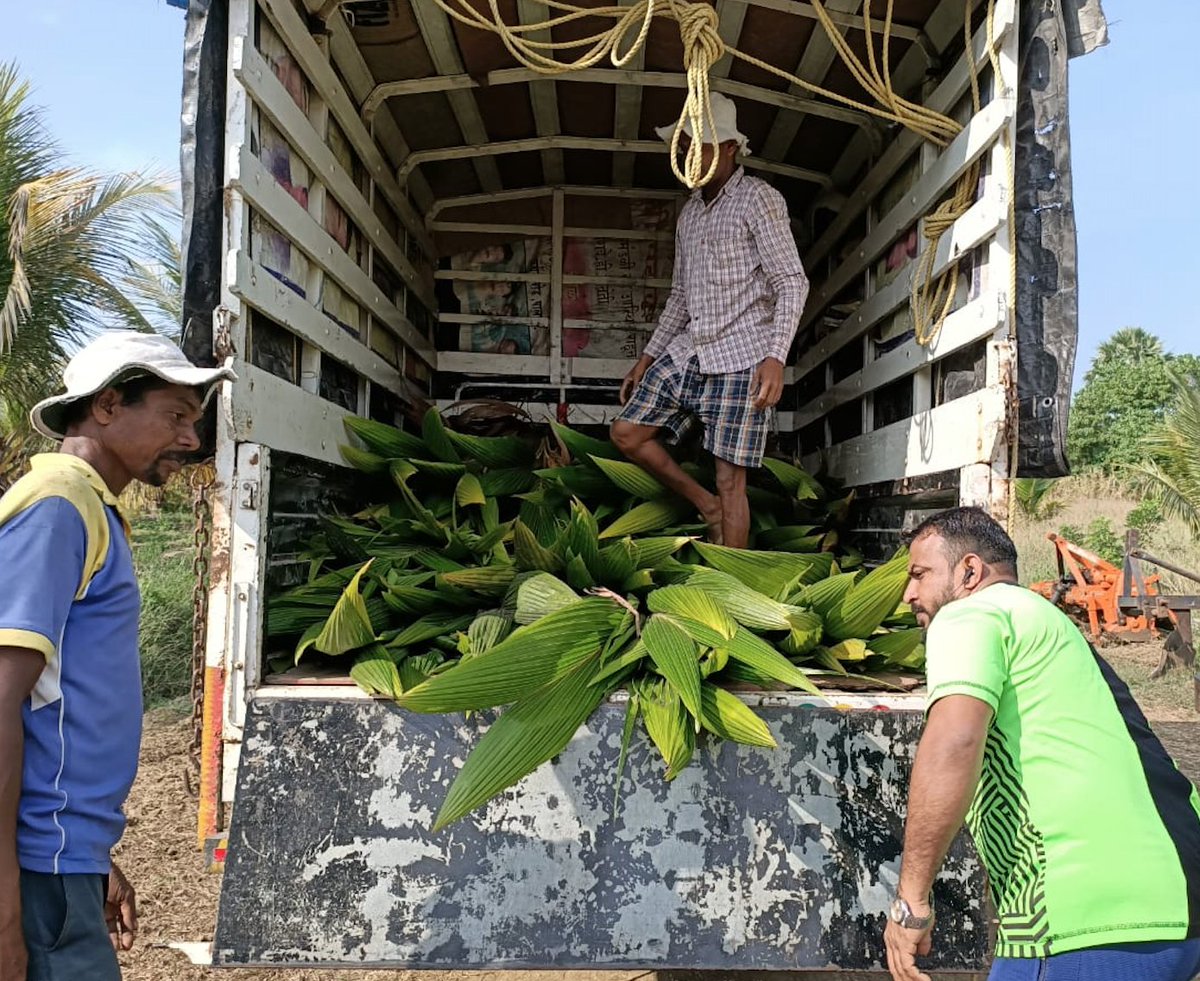 IamTreepathi's tweet photo. Mega Coconut Plantation Drive
#GreenYatra #10CroreTREESby2025,
#CoconutPlantation #Coconut
#BeatAirPollution #CSR #PANIndiaPlantation #PedhLagao #पेड़लगाओ #TreePlantation #PlantTrees #GreenIndia #SaveTrees #PlantaTree #FruitsTree #TreePlantationInIndia https://t.co/QXwgNqoSAP