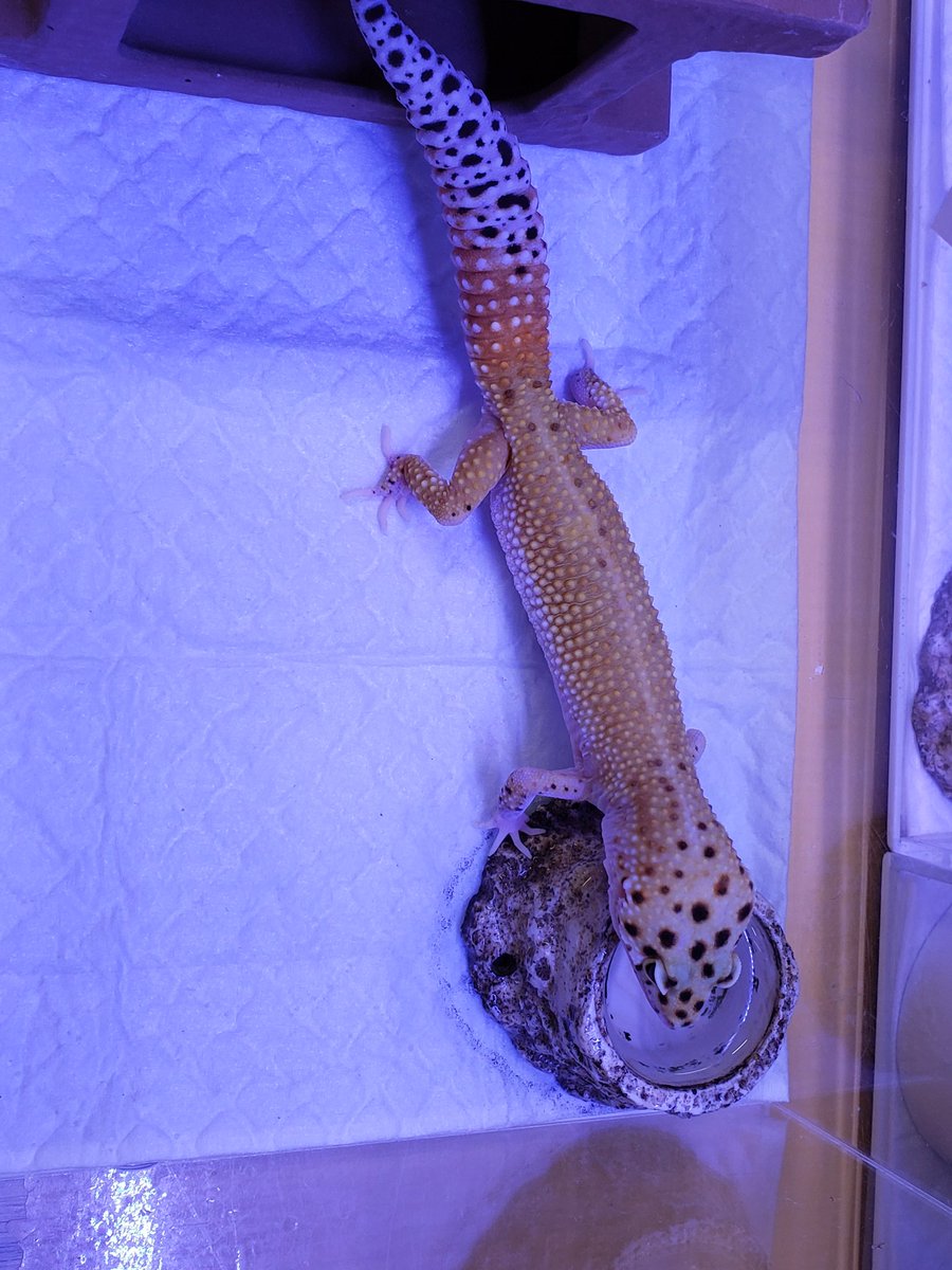 みつい園 ヒョウモントカゲモドキ 久々の入荷 今日は エクリプスで 明日は アレが来ます 写真の奥で ネタバレしてる ヒョウモントカゲモドキ 入荷情報 福山 みつい園 セール イベント中 T