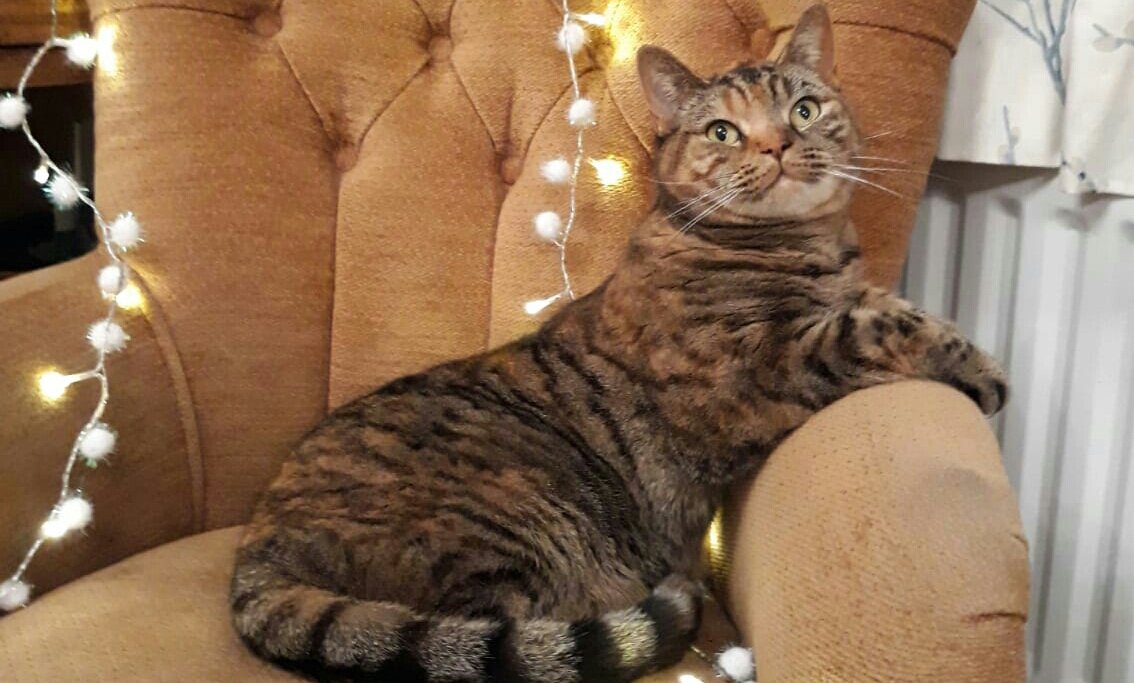 WillowWooBag's tweet photo. I'm ready for Christmas! 
#CatsOfTwitter #Caturday https://t.co/zWaXGdMHBc