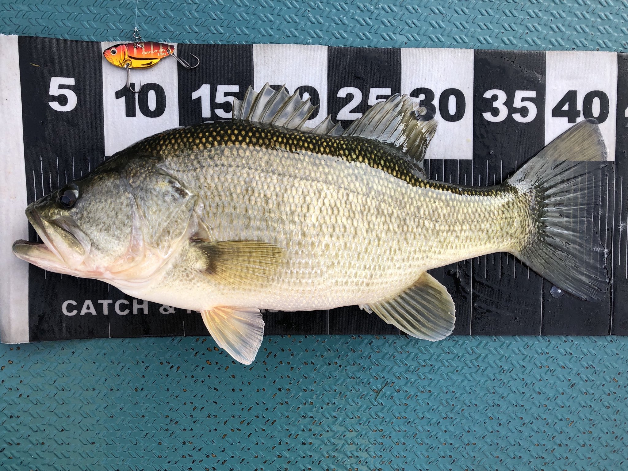 まるちゃん 19年12月14日 8時30分 琵琶湖 南湖 小林釣具店 ブラックバス 40cm サーキットバイブ 3 8 体高のある カッコいいバスでした 冬ですなぁ T Co 4qaipckbfk Twitter