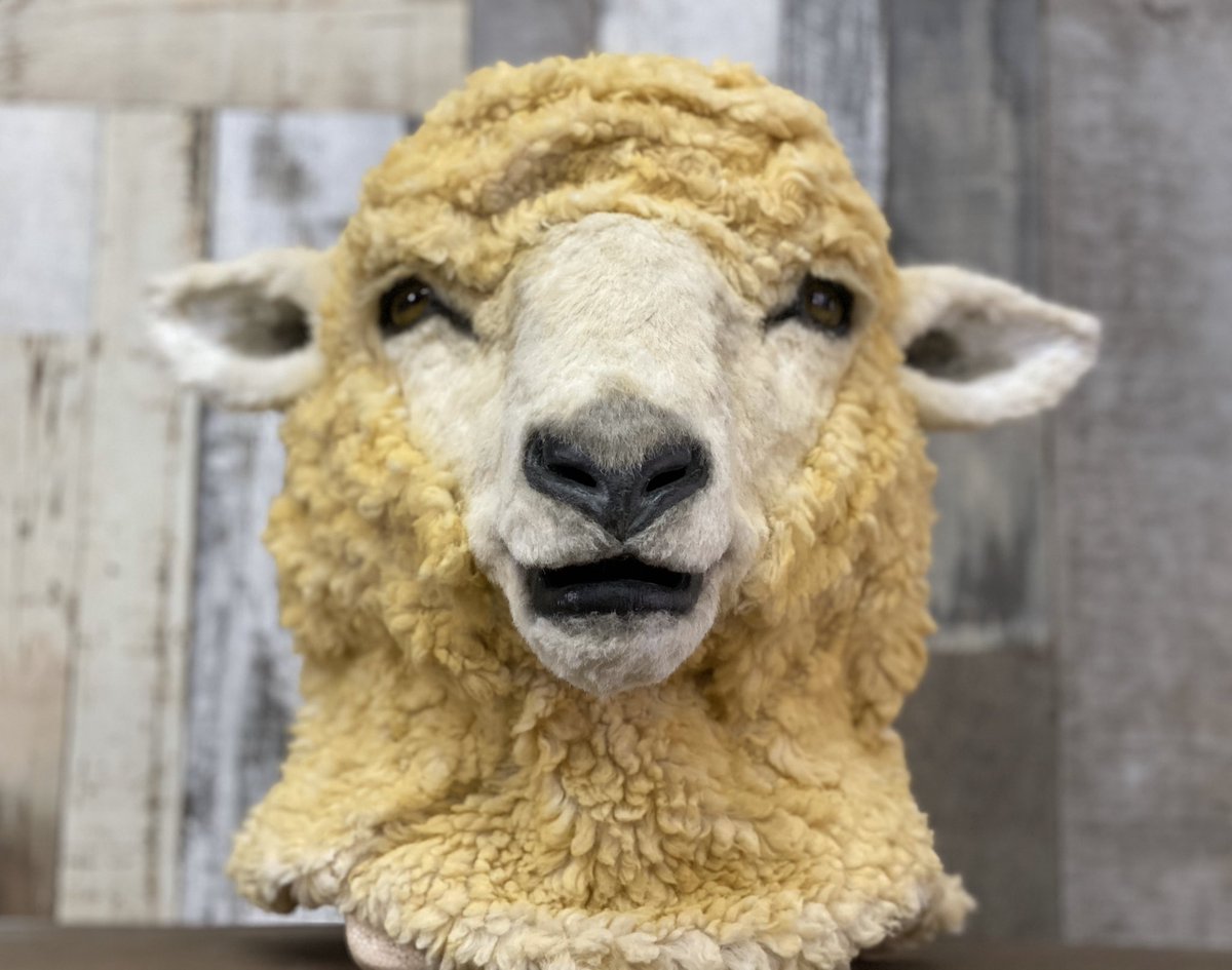 かものはし 白ひつじが黄色ひつじに変わる様子 この子はご依頼者さまのご希望によりツノはなく もこもこも黄色くなりました 白から黄色に変わる途中段階も不思議で好きです ひつじのかぶりもの タグを追っていくと製作の様子が原型から見られます