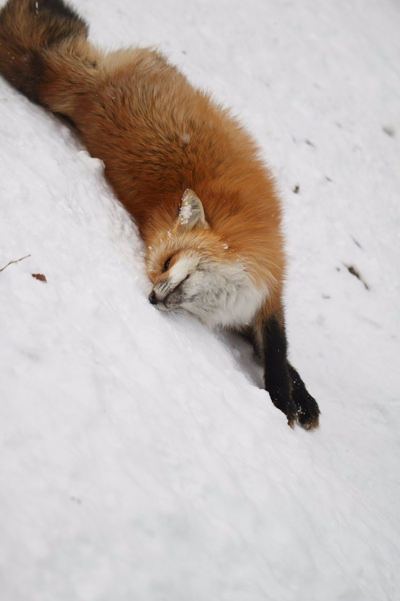 寝そべるキツネはそーきゅーと
