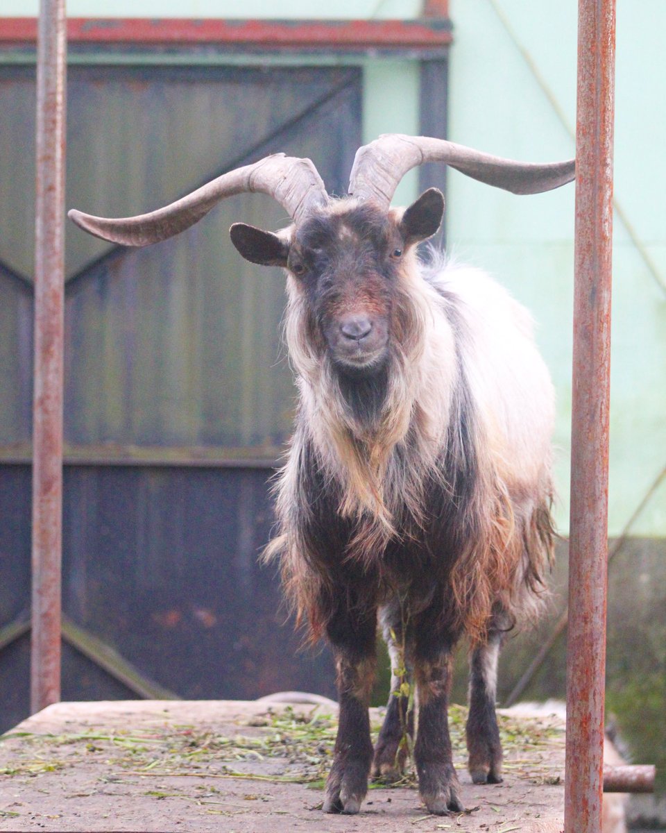 宇都宮動物園 公式 立派な角がカッコいいジェーンくん この角で頭突きされるととっても痛いんですよ それでは おやすみなさい は ヤギ ジェーン 角 宇都宮動物園 T Co Zgvyqyjrbg Twitter