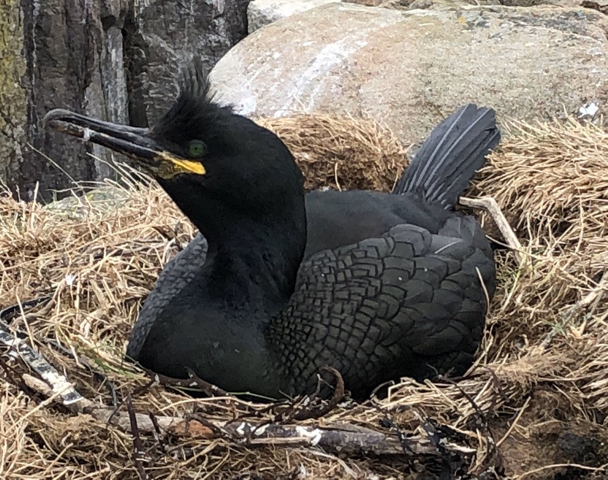 LevParikian's tweet image. Shag, Murray, ovoid.