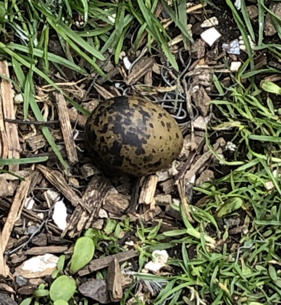 LevParikian's tweet image. Shag, Murray, ovoid.