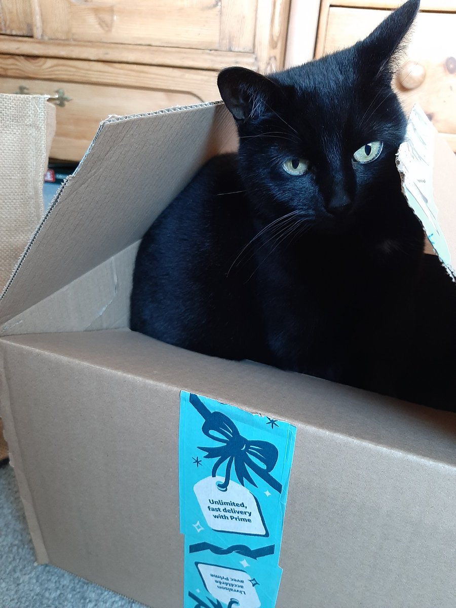 SophieJSmith3's tweet photo. Look what Father Christmas delivered in the post today!!!! #mycatlikestohideinboxes https://t.co/sBxpdyuddL