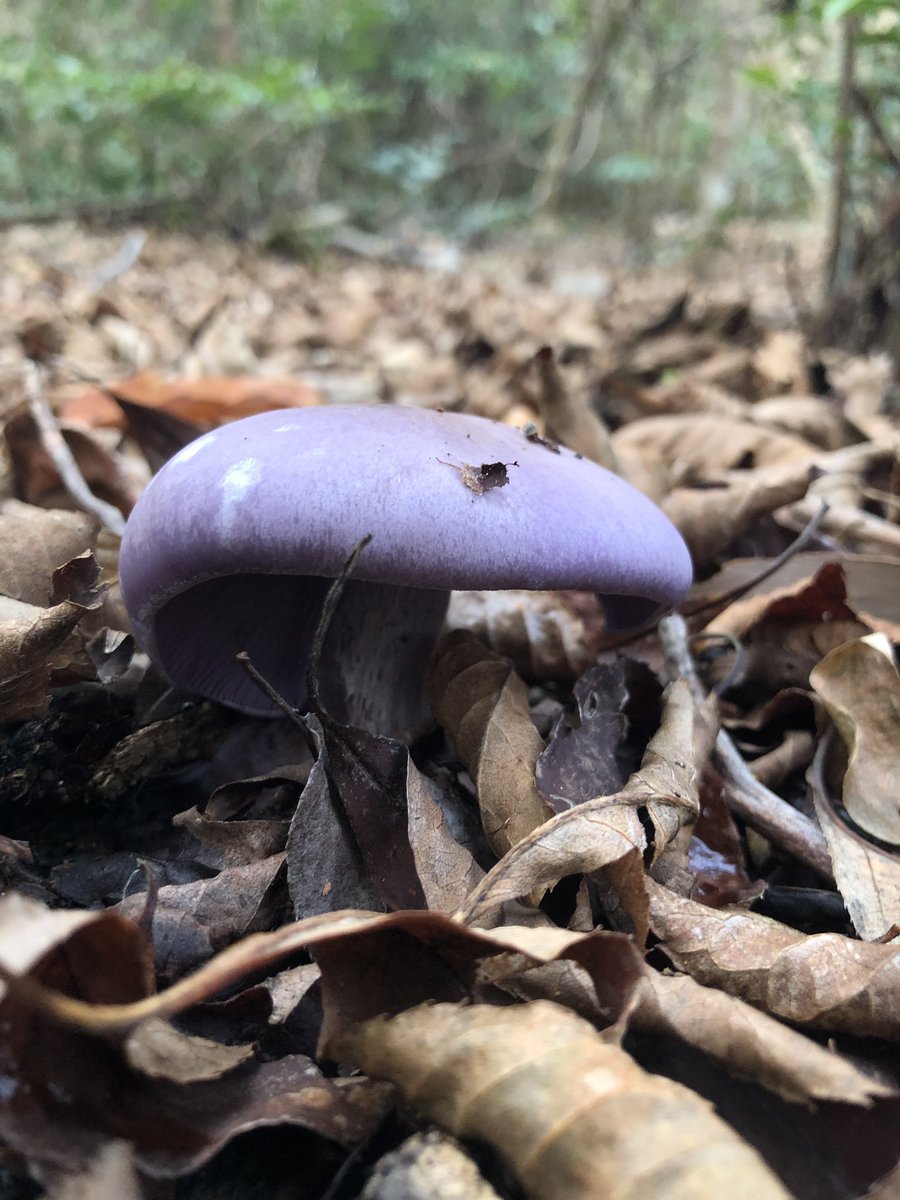 無駄にキノコに詳しいヤムチャ こいつはムラサキシメジだ その名の通り全体が綺麗な紫色をしたキノコで こんな色だがなんと美味しいんだぜ キノコって面白いよな ただ 時間が経つと白く脱色してしまうのがたまに傷だ