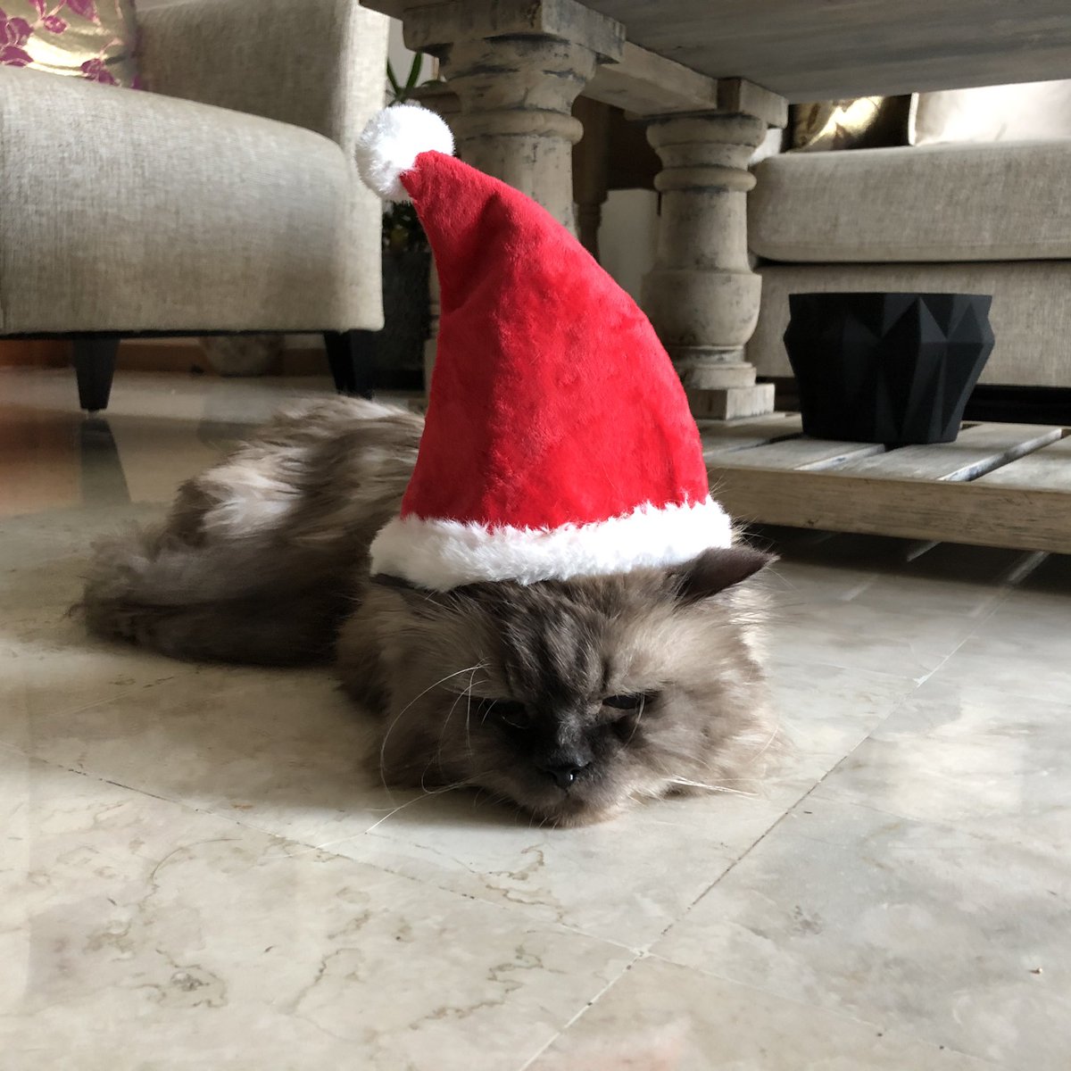 aruni_t's tweet photo. My grumpy Santa with the shiny nose! 

#Christmas2019 #Cats #SantaTonight https://t.co/OGSDJtmYuO