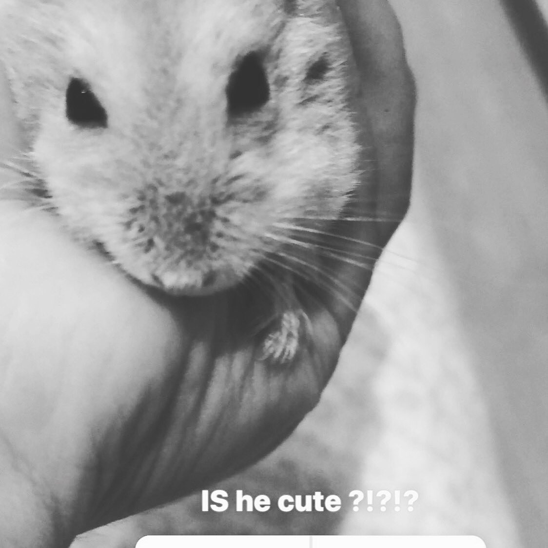 mochilover15's tweet photo. My baby hamster 💋💋💋🐹#petgoals!! https://t.co/4JNiE4CVYi