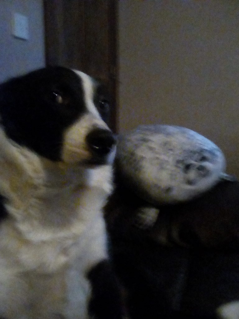 Thought someone dumped a dead animal in a bin bag 😟  Dogs thought same we all approached with caution. Just a beautifully gift wrapped Christmas present  🎅🎁🎄
Fleet still not made his peace with after 3-days 😂