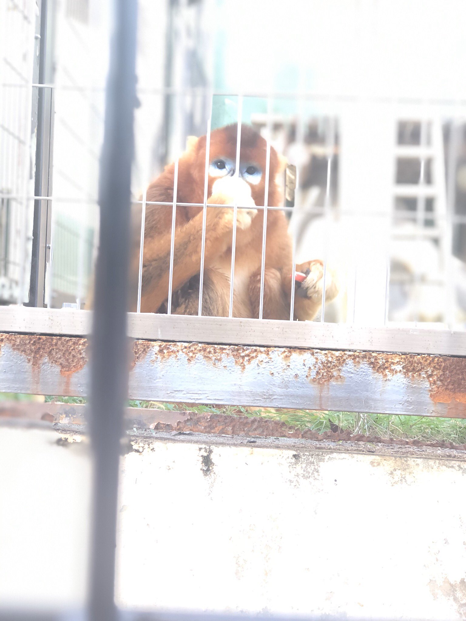 インストール 段落 強います キンシコウ ぬいぐるみ Bluesnight Jp