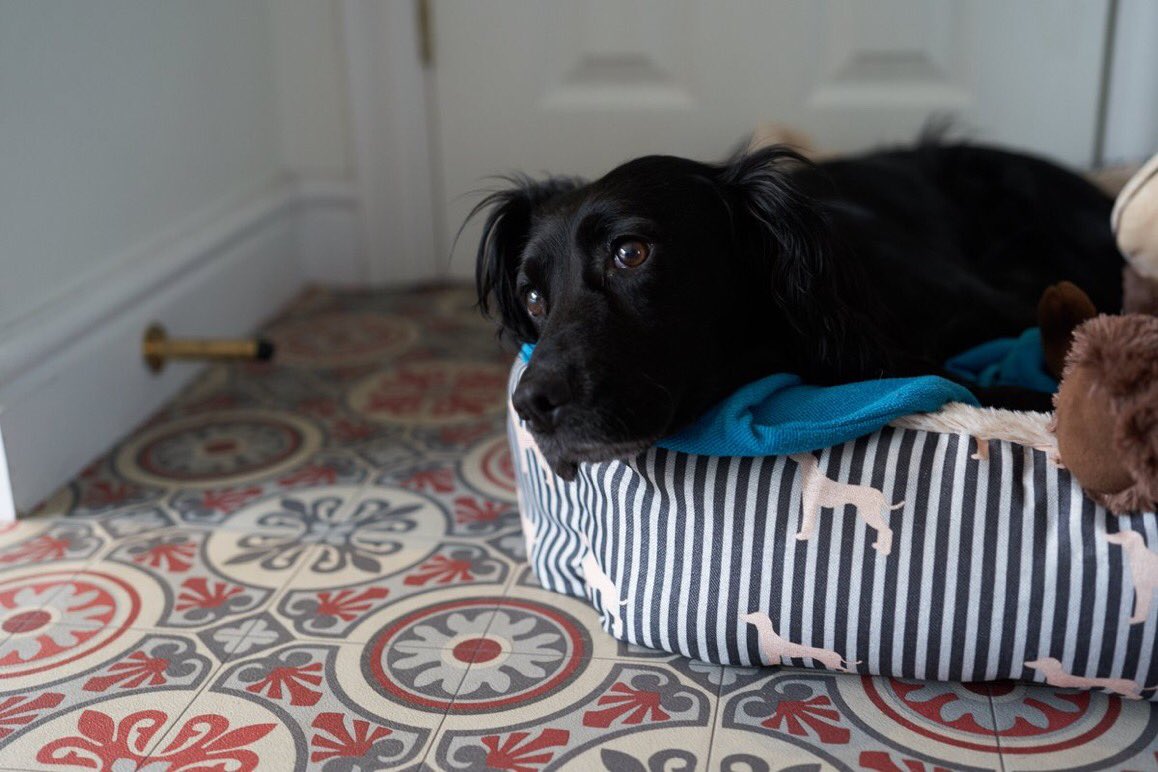 HappiBodyCo's tweet photo. @coffeehopper We hope to be there with family and dog....BIG question, are dogs welcome (well behaved and beautiful ones)? 
The rest of us, @anotherJon especially, are feral of course. https://t.co/YVabm70vC6