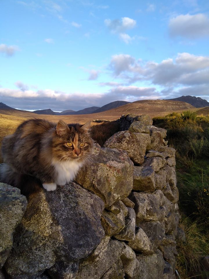 Beautiful Mourne Mountains, Co Down, N  #Ireland. Mournes are made up of 12 mountains with 15 peaks & include the famous Mourne wall (keeps sheep & cattle out of reservoir)! Area of Outstanding Natural Beauty. Partly  @NationalTrustNI. Daniel Mcevoy (with lovely cat!)  #caturday