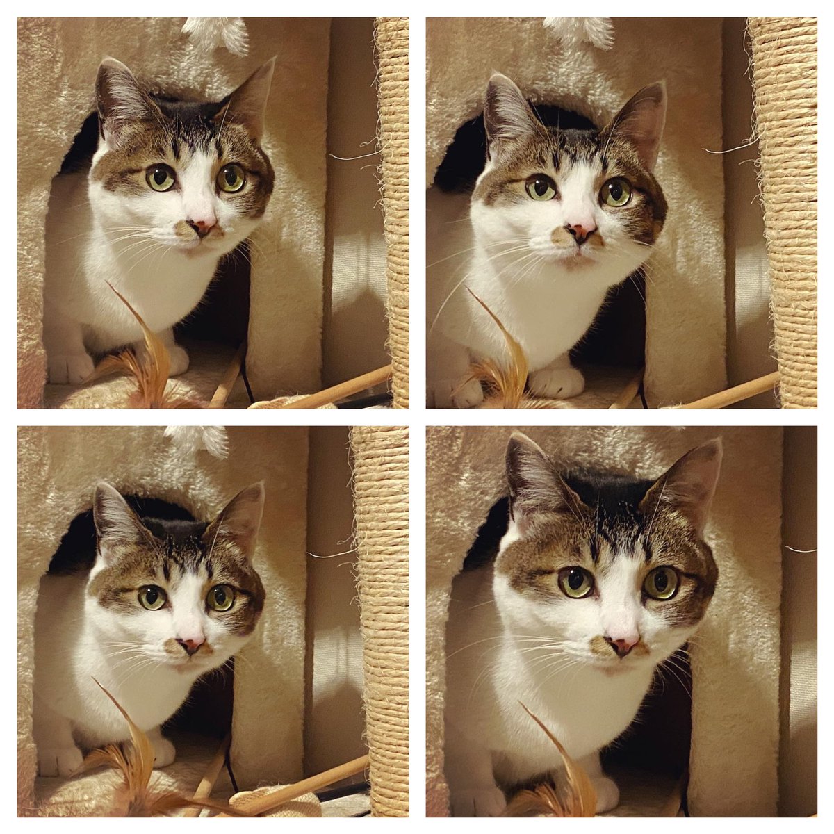 小鳥が巣箱から顔を出したよ?? 