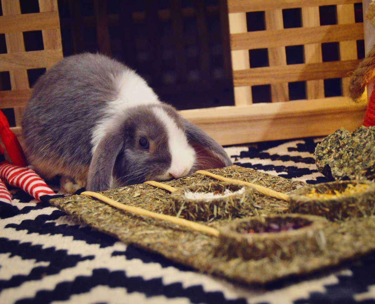 rosewoodpet's tweet photo. Poppy nibbling on the Rosewood Naturals Christmas Bauble Treat Challenge 🎁 

📸 : @bunnylopcharlie  

#Rosewoodpet #rosewoodnaturals #naturals #treatime #challenge #bunny #blueeyedbun #bunfun #minilop #bunniesofinstagram https://t.co/dU7Gms6o2d