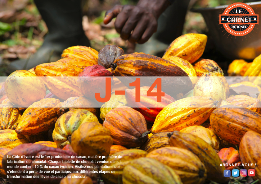 Carnetdeionel's tweet photo. J-14
Photos : La Côte d’Ivoire est le 1er producteur de cacao, matière première de fabrication du chocolat. Chaque tablette de chocolat vendue dans le monde contient 10 % du cacao ivoirien.
•
•
•
•
•
#BlogTrotter #Voyage #LeCarnetDeIonel #Cacao #CoteDivoire #Producteur https://t.co/cwel0RbIvM