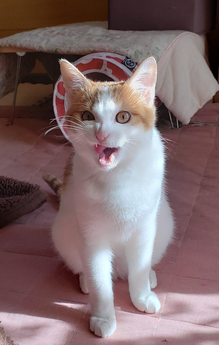 反社会的猫 反社会的猫