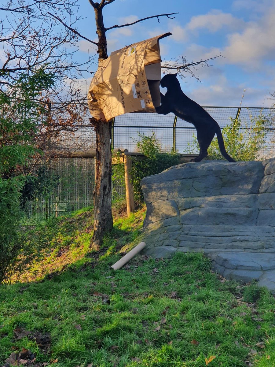 Not our usual method of recycling commercial refrigeration packaging but Maya seems to aporove <a href="/MayaThejaguar/">Maya The Jaguar</a> <a href="/TheBigCatSanct/">The Big Cat Sanctuary</a> @hoshizakigramuk