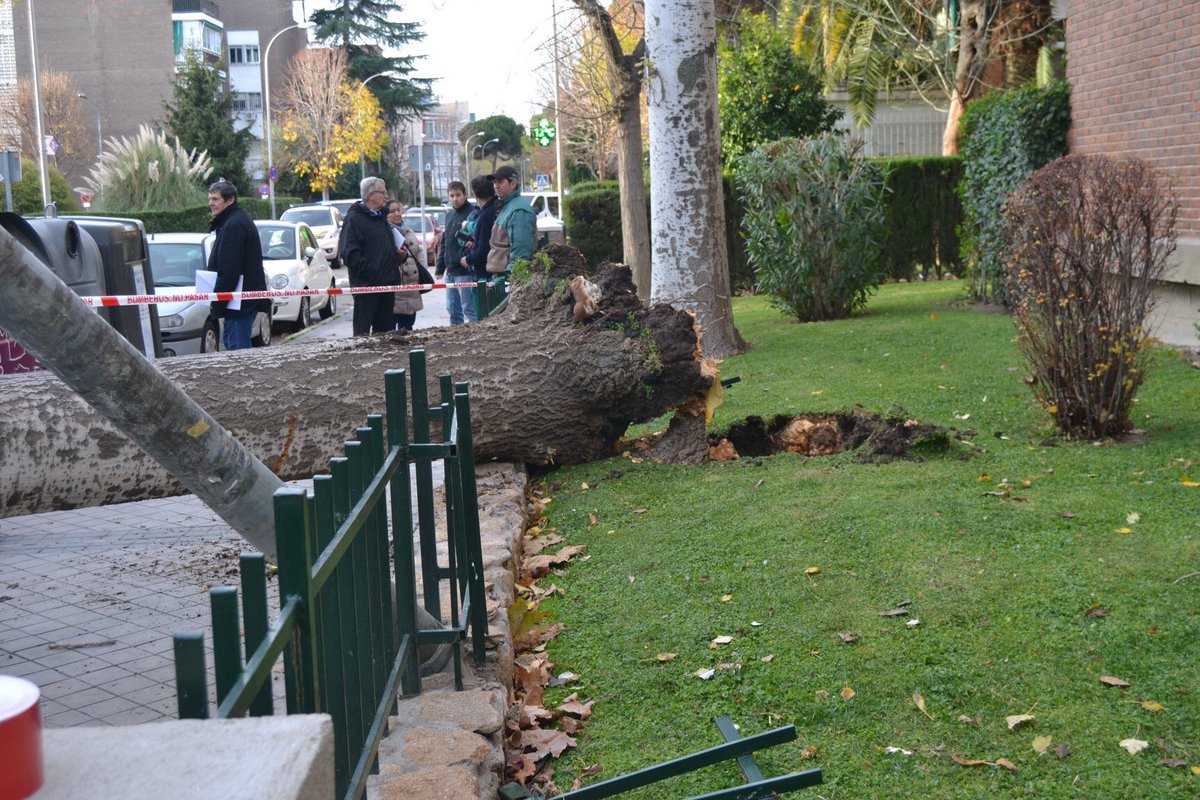 La mañana del 12dic2019 fue la última para este álamo/chopo blanco (Populus Alba) en la calle Balandro de #LaAlamedadeOsuna 
Sólo daños materiales, menos mal. 

Fotos de <a href="/dveintiuno/">distrito21</a> en distrtito21.com