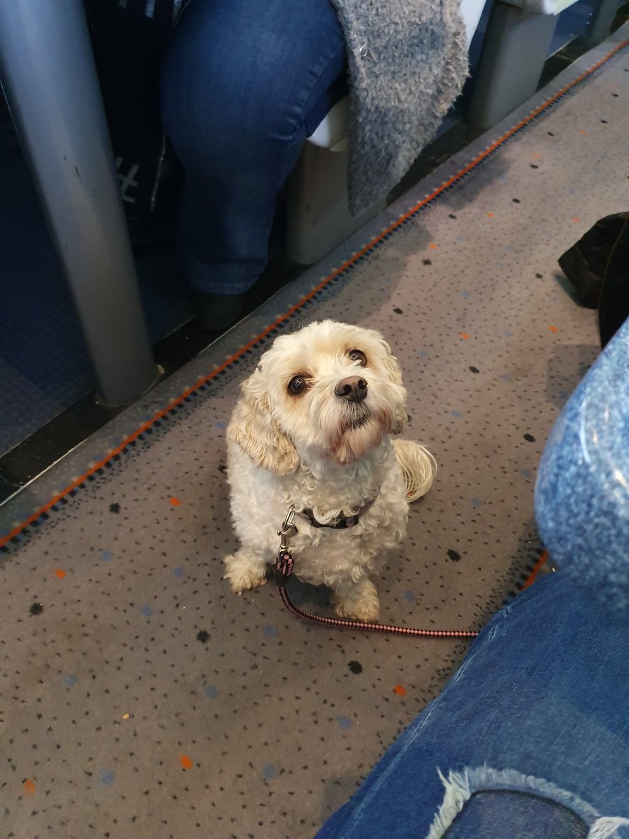 WillyWoollyman's tweet photo. Someone has a taste for my Danish. #TrainBuddy https://t.co/iPWLuNsVXk