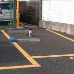 奥様から電話で 駐車場に車を入れようとしたら邪魔されて入れられない と言われたので急いで駆けつけたら これは極悪な顔 Togetter 奥様から電話で 駐車場に車を入れようとしたら邪魔されて入れられない と言われたので急いで駆けつけたら これは極悪な顔 Togetter