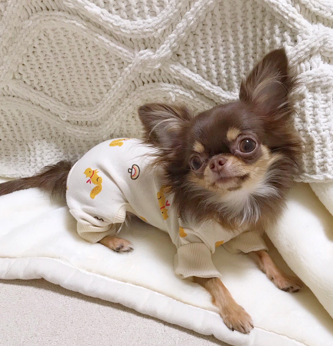 ぴのあ ぴのあ初めてのロンパース なんだか赤ちゃんみたいだね ロンパース 犬服 ドッグウェア チワワ チョコタンチワワ ぴのあ ぴのあ初めてのロンパース なんだか赤ちゃんみたいだね ロンパース 犬服 ドッグウェア チワワ チョコタンチワワ