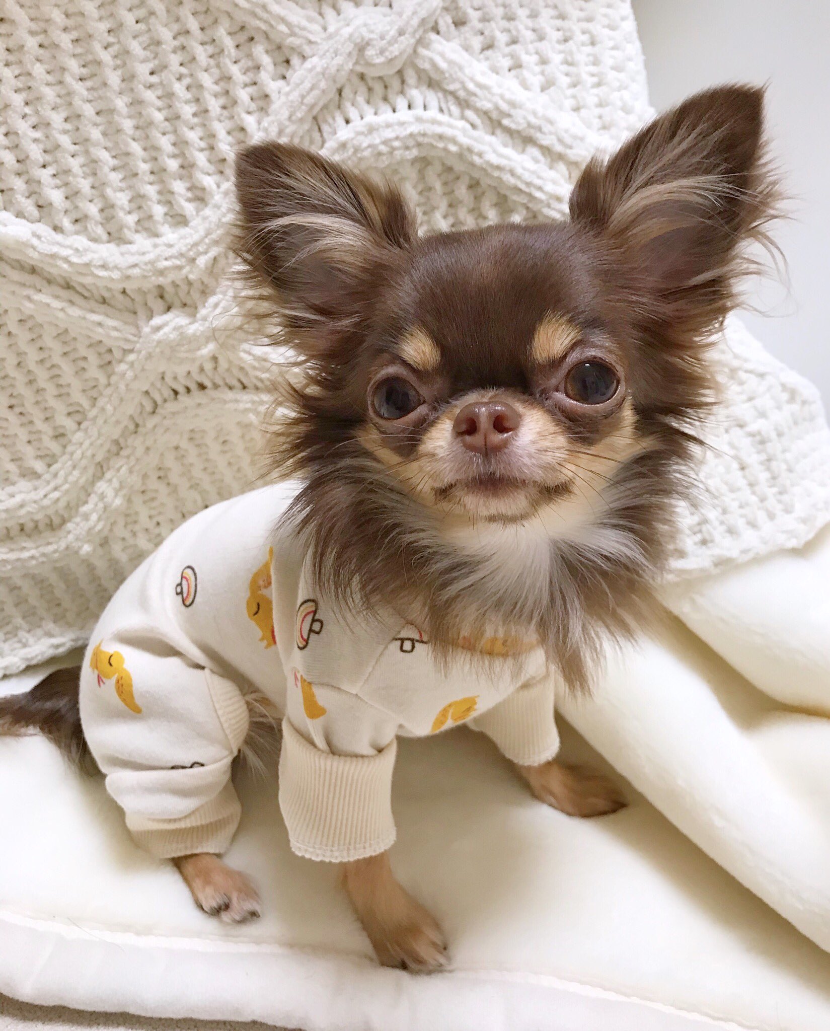 ぴのあ ぴのあ初めてのロンパース なんだか赤ちゃんみたいだね ロンパース 犬服 ドッグウェア チワワ チョコタンチワワ T Co Hh5obveaoi Twitter