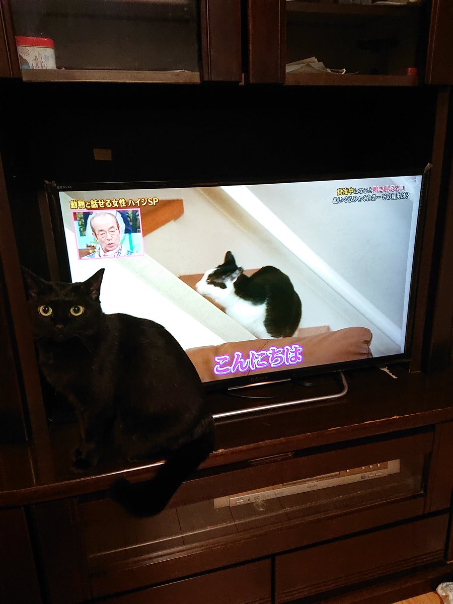 Moonの生活 志村動物園でハイジやってる 正直この人信じてないんだけど うちの猫がすごいこの人見てる あと うちの猫も夜中に同じ鳴き方して同じくオモチャ咥えてウロつきますよ 遊び足りない時に多いですね あとあと テレビの猫の鳴き声に しっぽ Moonの生活 志村動物園でハイジやってる 正直この人信じてないんだけど うちの猫がすごいこの人見てる あと うちの猫も夜中に同じ鳴き方して同じくオモチャ咥えてウロつきますよ 遊び足りない時に多いですね あとあと テレビの猫の鳴き声に しっぽ