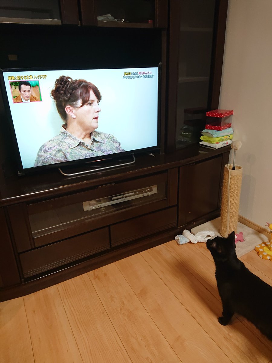 天才 志村どうぶつ園で うちの猫 が話題に トレンドアットtv