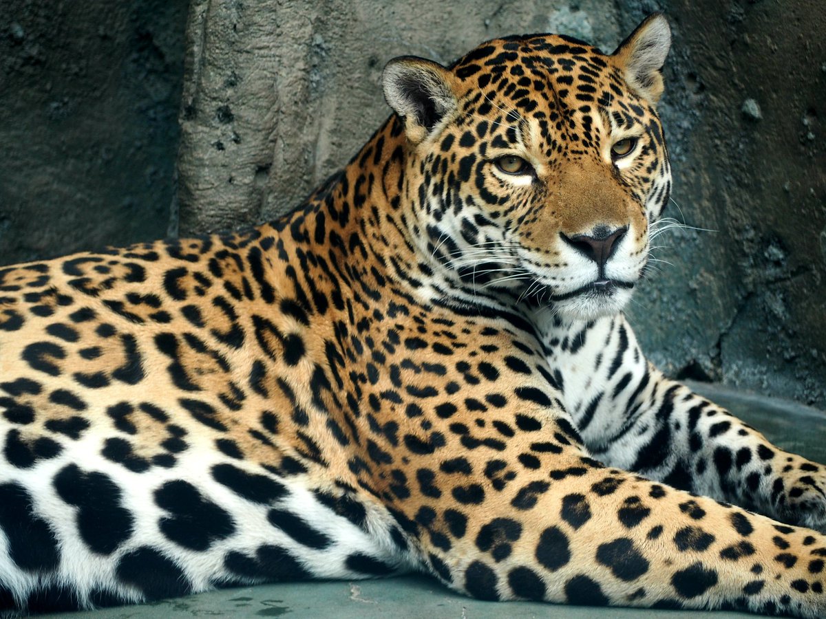 やまこじ Twitterissa ロン君イケメンでした 天王寺動物園 ジャガー