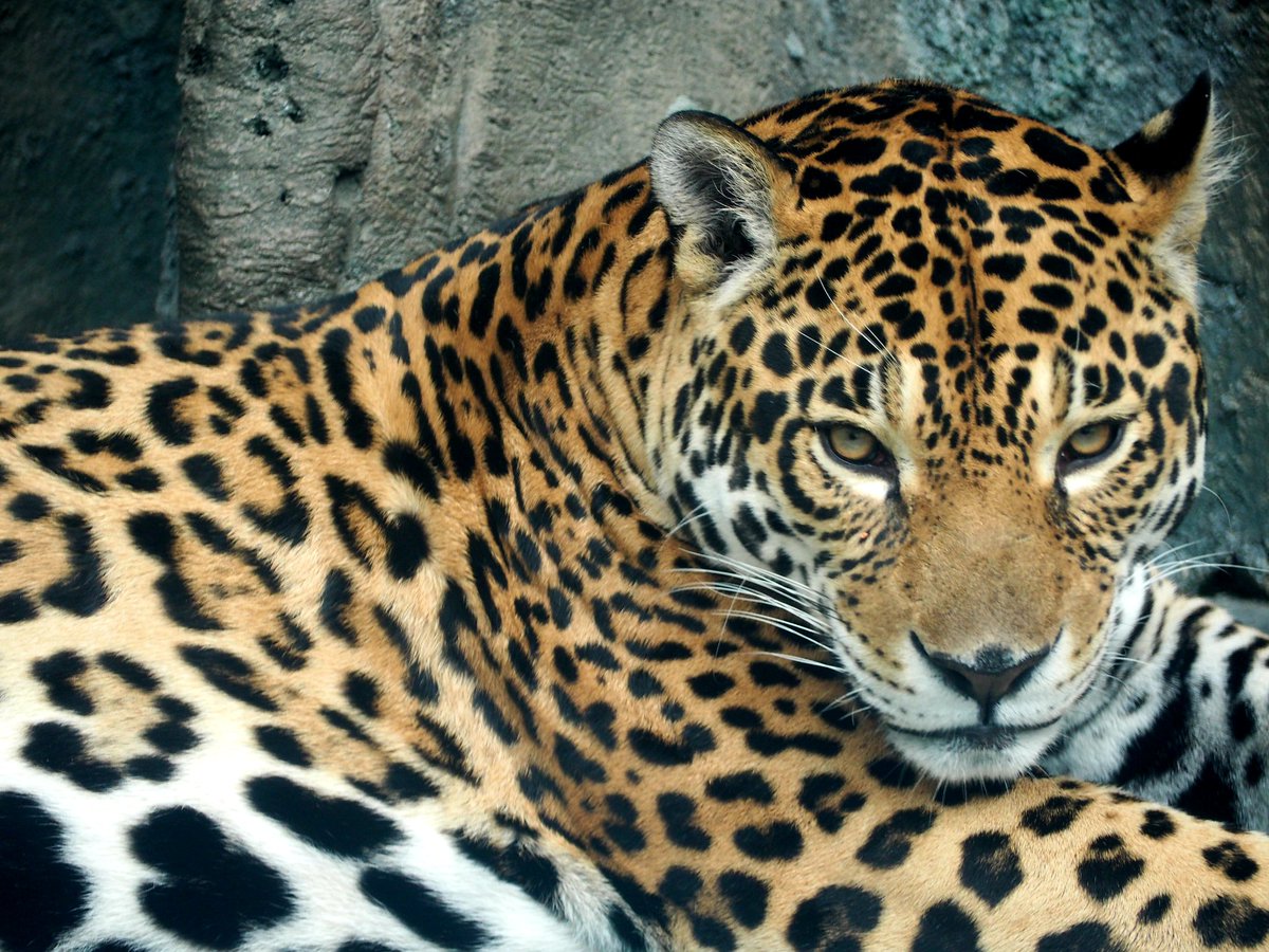 やまこじ Twitterissa ロン君イケメンでした 天王寺動物園 ジャガー