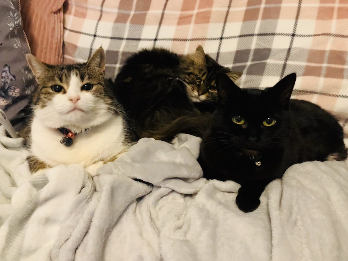 Ladies and Gents... my sisfurs Kiara, G and Kenny #caturday #cute #kitties #CatsOfTwitter #CatofCaturday #catslife #furfriends #catsofyorkshire #uk #christmascat