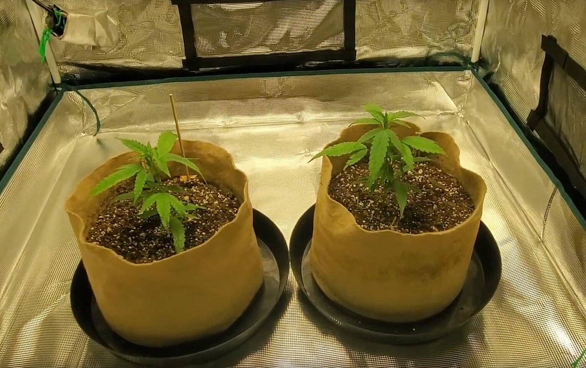 MarsHydroLight's tweet photo. TSW2000 CASE STUDY
Grow from clones
3*3 grow space
Mars hydro TSW 2000 Mirage clones from dark heart nursery
Mirage day 48 in flower under Mars Hydro TSW2000
#MarsHydro #TS2000 #growroom #cleangrowroom #growtent #growroomsetup #growlight #growweed #growcannabis #growmarijuana https://t.co/3FmaPJUy7m