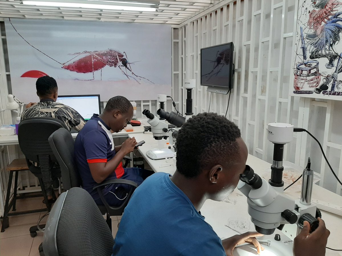 Finally back at the VectorSphere in @<a href="/ifakarahealth/">Ifakara Health Institute</a>, where my colleagues <a href="/EmmanuelHape/">Emmanuel Hape</a> and team are spending this Saturday sexing mosquito pupae. See my next tweet for pictures of male and female Anopheles Anopheles pupae