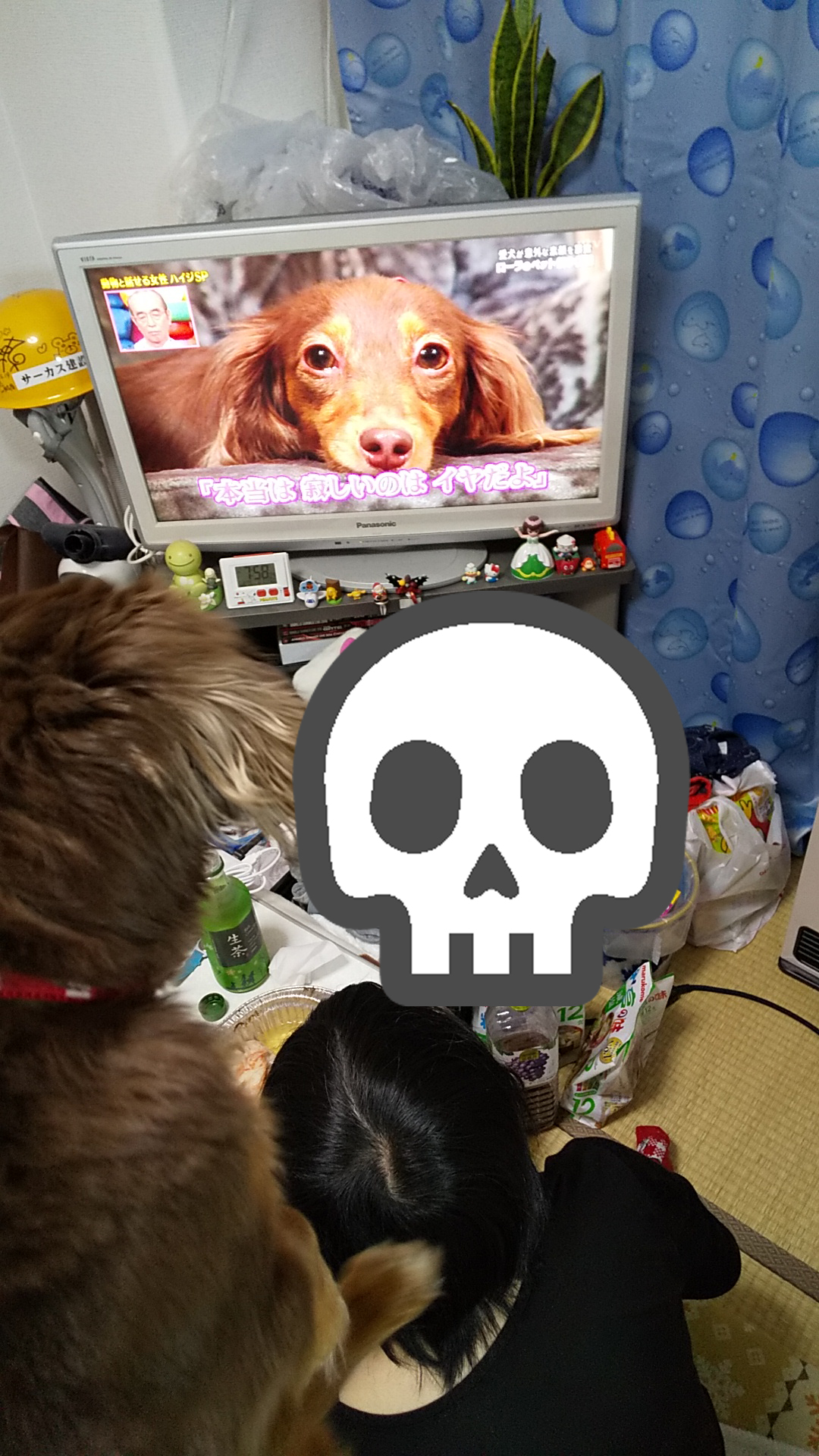 神尾 晴 チョコちゃん ミニチュアダックス 動画公開中 ローラさんの愛犬モカが我が家の愛犬チョコにめっちゃ似ている W W W きゃわいすぐるやろー 天才志村どうぶつ園 チョコタン色のミニチュアダックス 動物と話せる女性