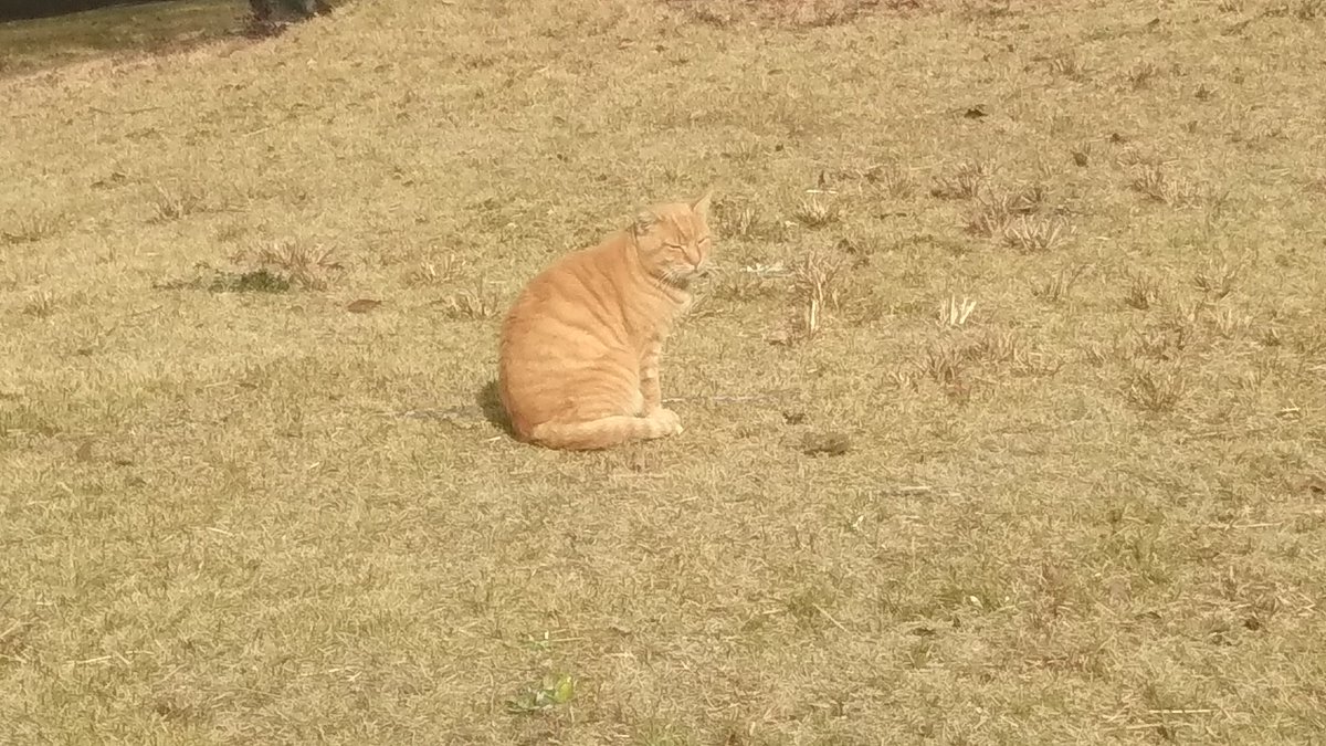 GuideYpu's tweet image. 今日は山口大学さんのてくてくツアーに参加させていただきました！
毎回コースが変わるらしく、前と違う場所も見ることができて楽しかったです✨
歩いている道中でかわいい猫さんも見かけました😊