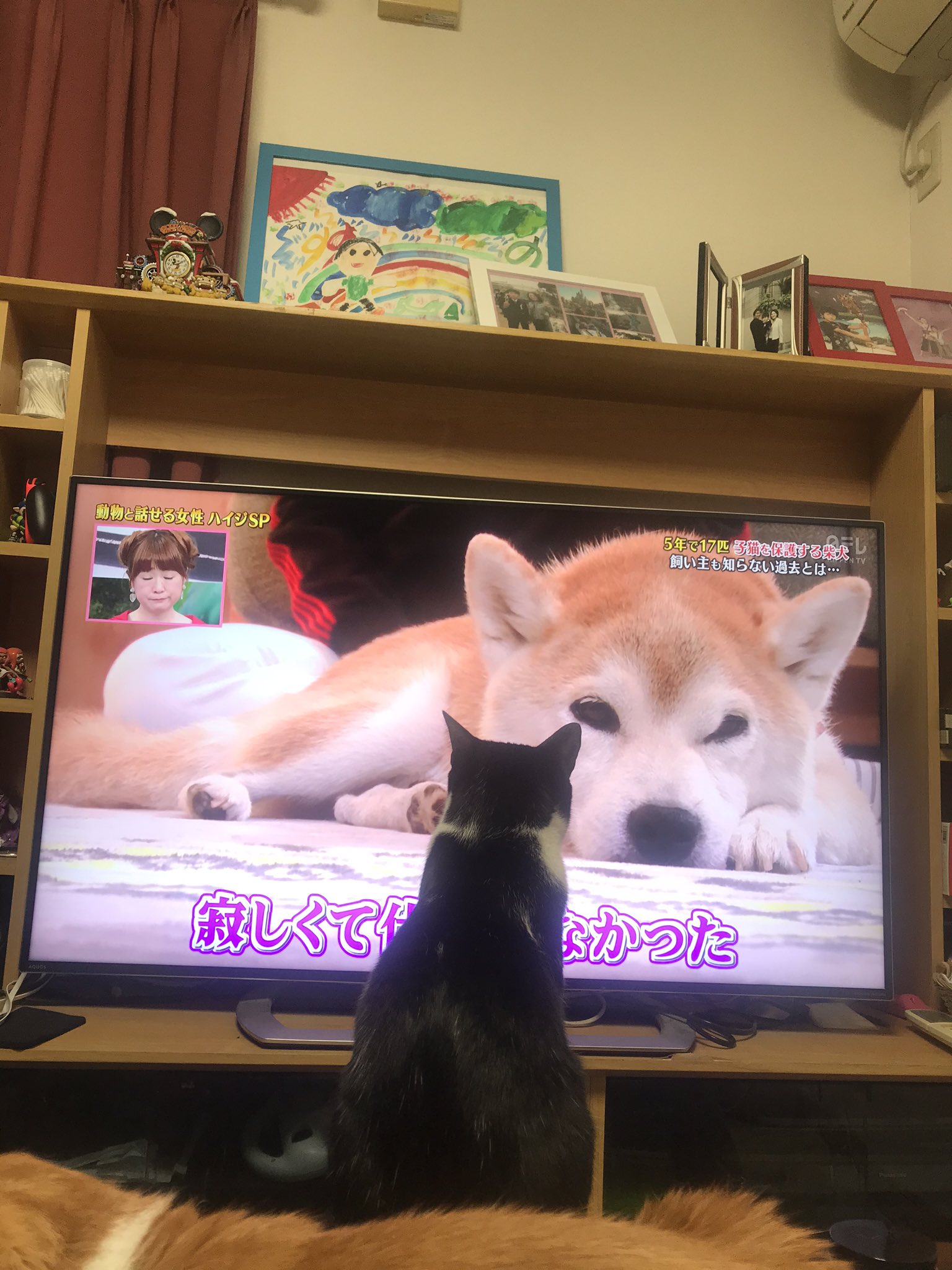 Smd Mari 志村どうぶつ園 動物と話せるハイジさんをテレビの前で動くことなく見ているチオ スタジオやcmになると私に寄ってきてハイジさん映るとまたもどるを繰り返す40分間 ちょっとだけ横にずれてくれないかねw T Co Ykv8qt7htd Twitter