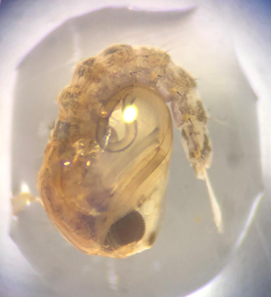 Fredros_Inc's tweet photo. These r pupae of #malaria mosquito, #Anophelesfunestus. As pupae, mosquitoes r mostly inactive as adult body parts form. First pic is girl, 2nd is boy. Difference is on tails. For genetic crossings, my colleague @EmmanuelHape &amp; team separate sexes be4 adults emerge @ifakarahealth https://t.co/YHQiwokiDA