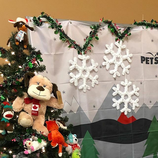 Do you hear sleigh bells?  That can only mean one thing!  We have our Santa family photos in store today from 12-4 and again tomorrow at the same time.  Bring in you pets, big and small and get that perfect family keepsake! 
#santa #photo #portrait #yyt … ift.tt/2PiLIvl