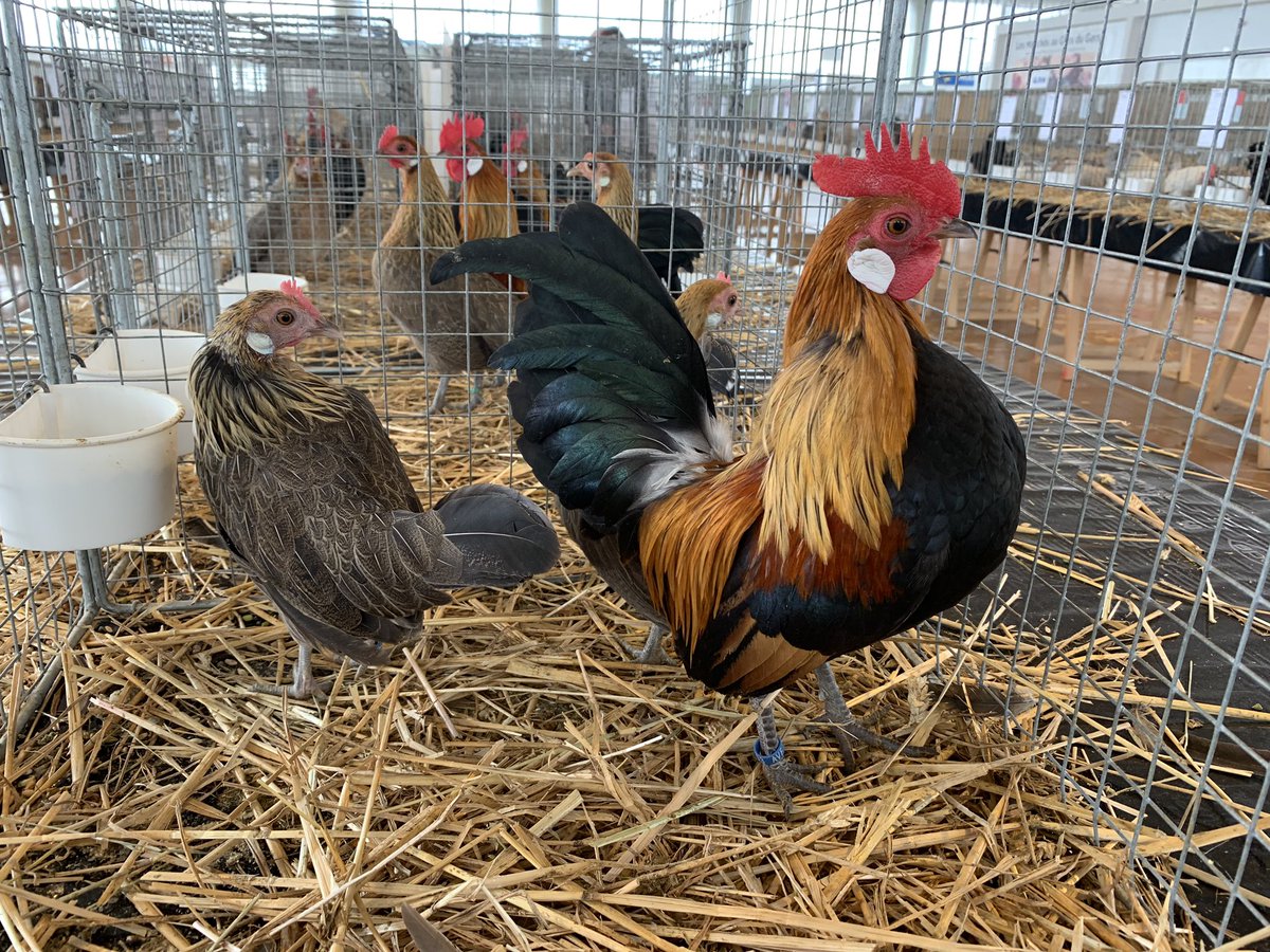 BastienPorta's tweet photo. 29eme exposition nationale d’#aviculture, a la Halle au gras de #Seissan .🐔🦆🐥🦃🐓

Des passionnés qui nous transmettre un peu de leurs passions.
Bravo à la société d’aviculture de #cuniculiculture de #colombiculture et d’#ornithologie du #Gers. https://t.co/kI7M6sz4ix